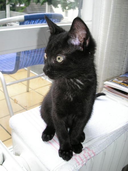Unser Kater Nero