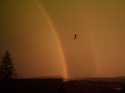 Mein Rex vor einem Regenbogen