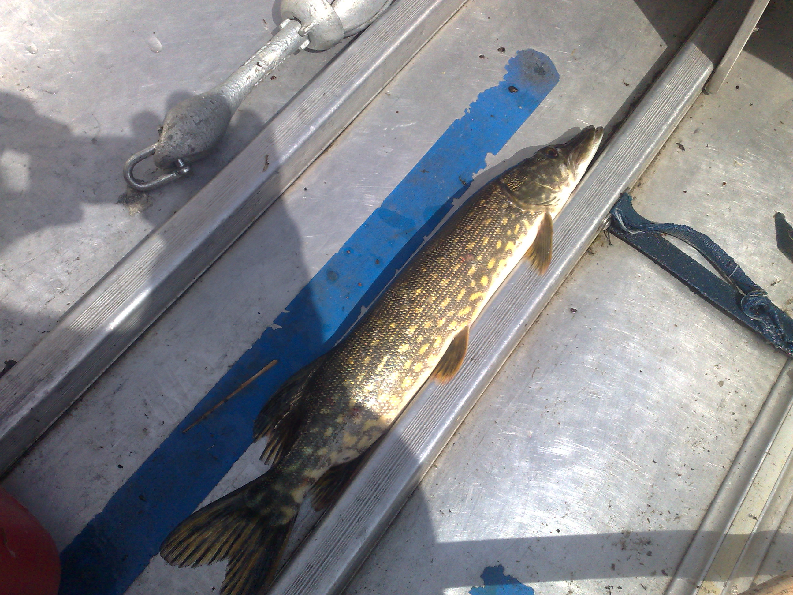 Pike 1.jpg