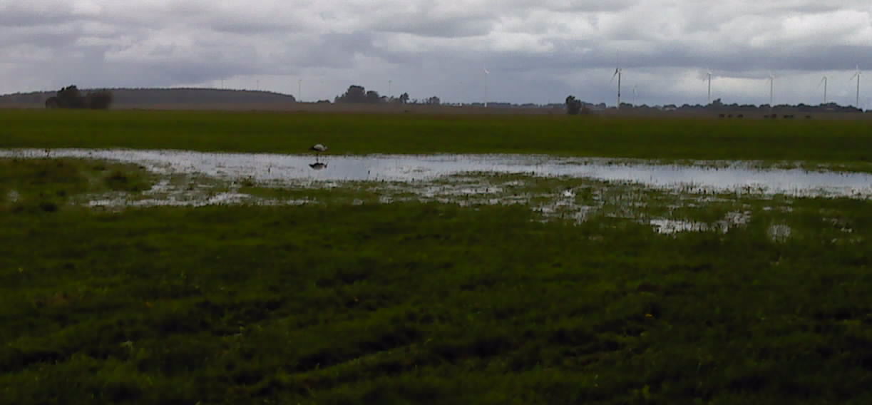 Storch