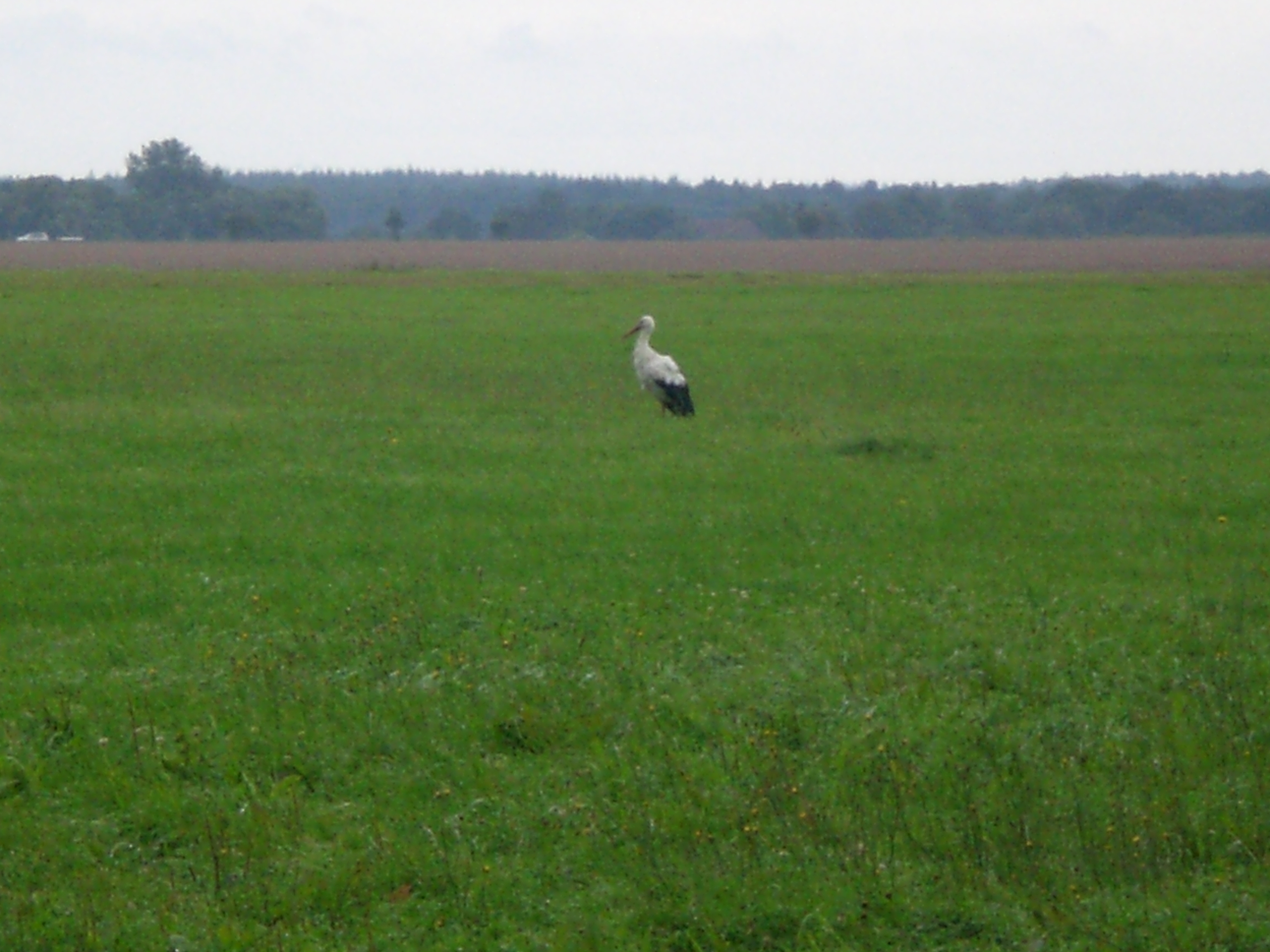 Fluggerät