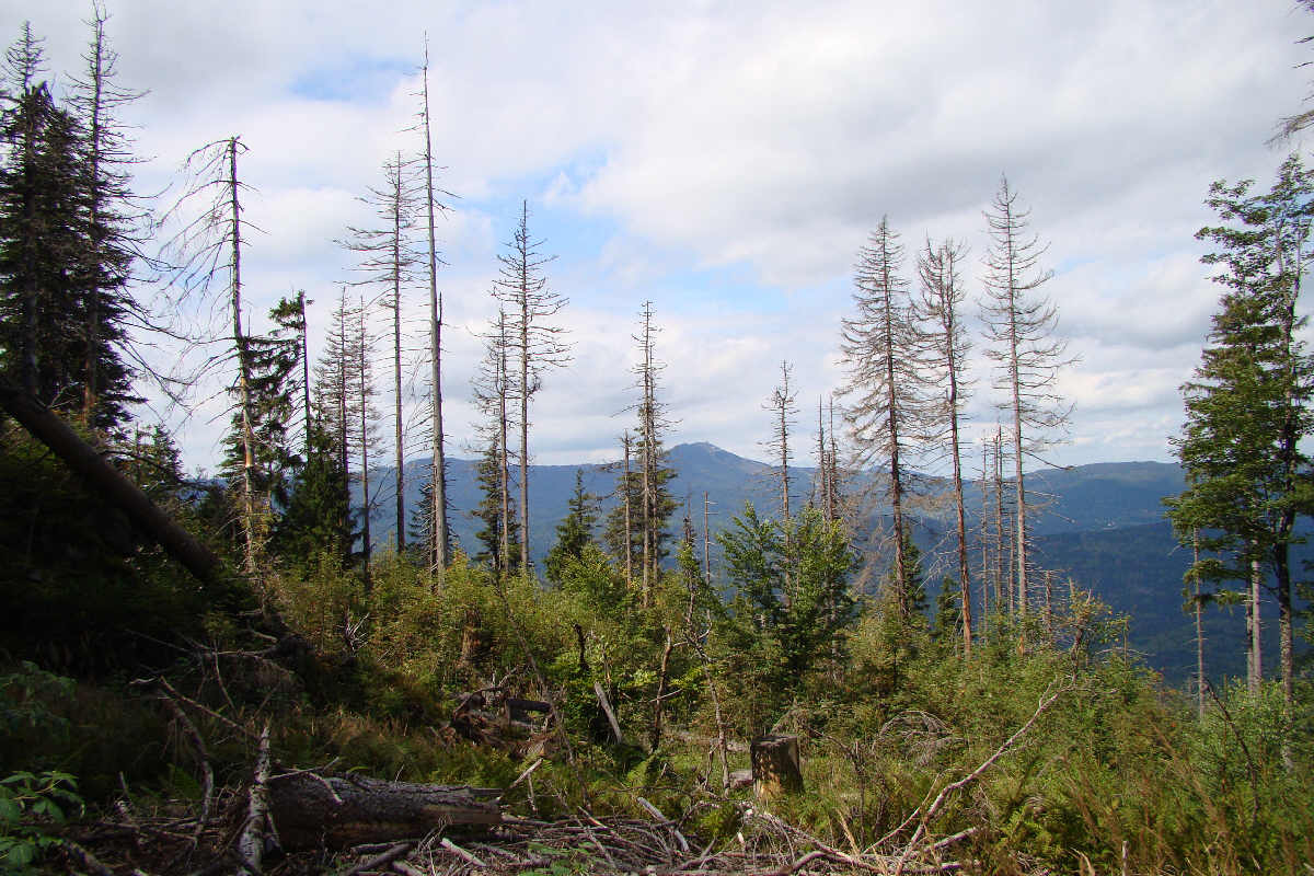 DSC03042.jpg