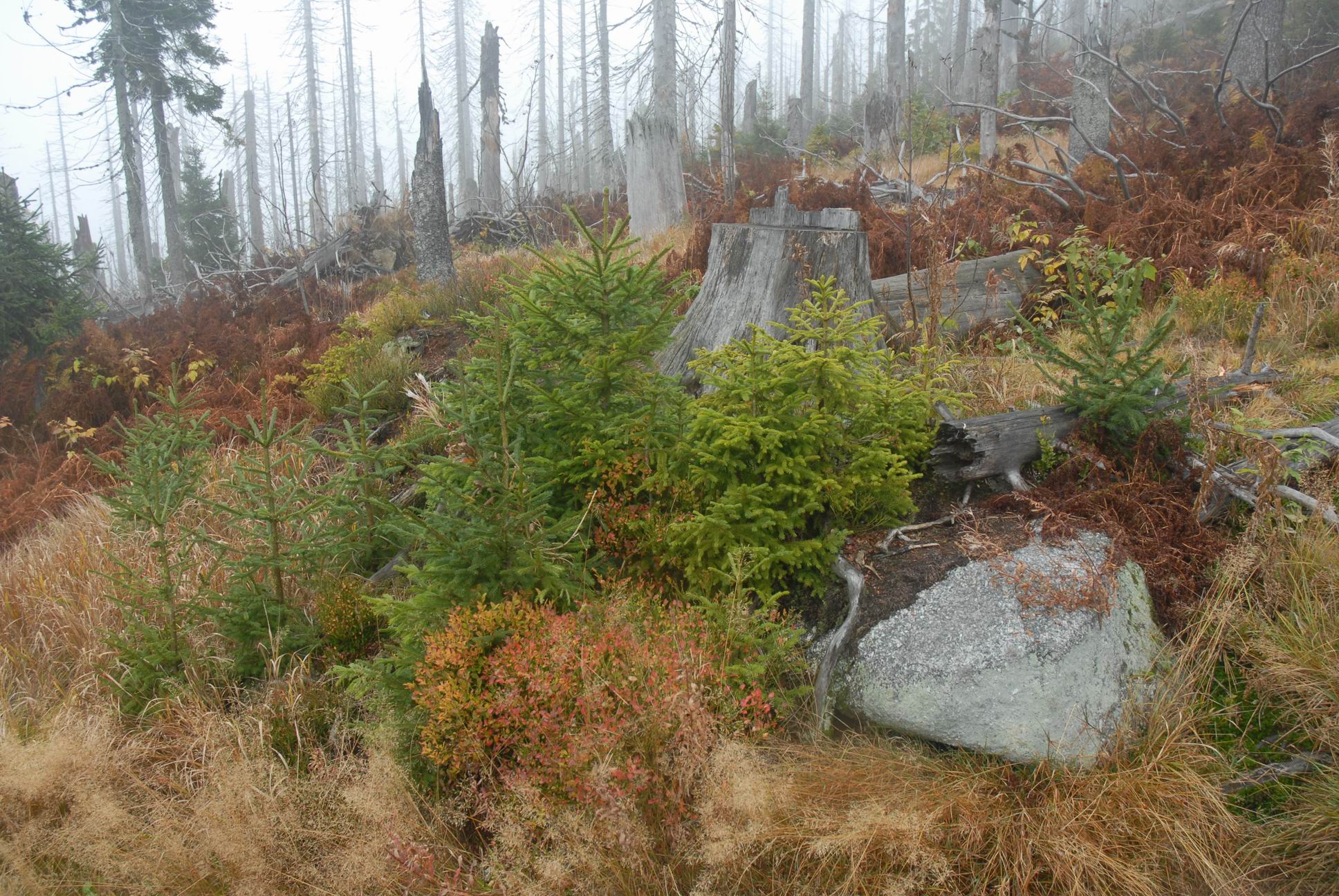 Lusen_2796.JPG