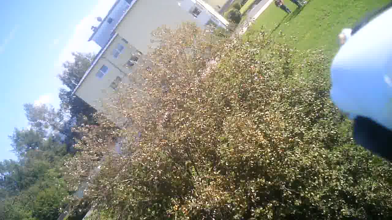 Springbaum
