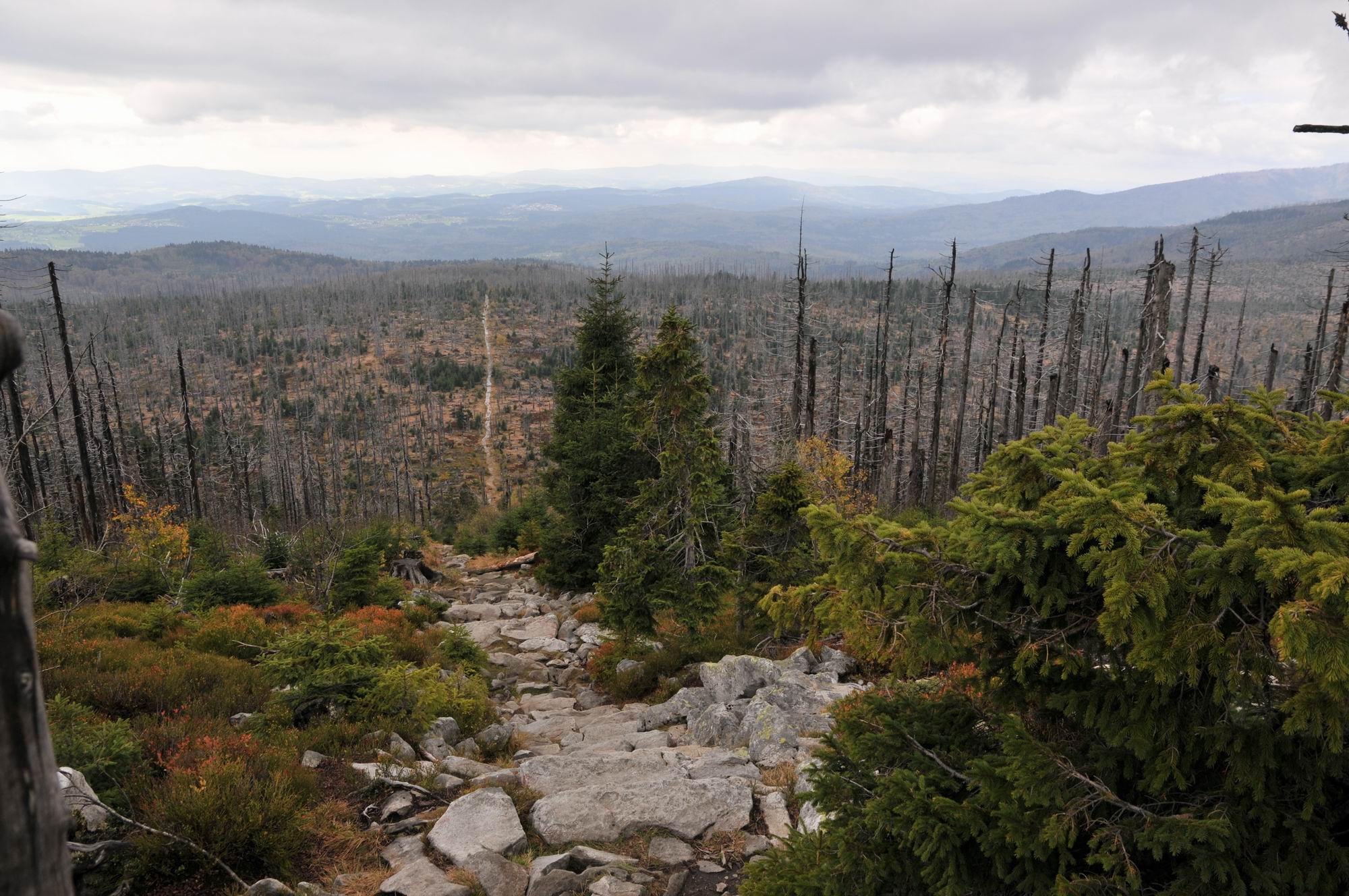 Lusen Waldgrenze 1.JPG