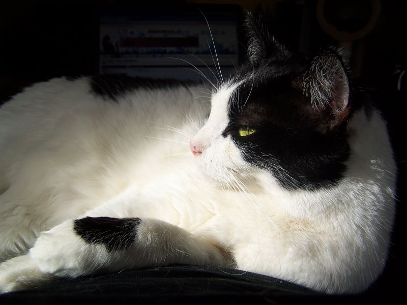 Klaus