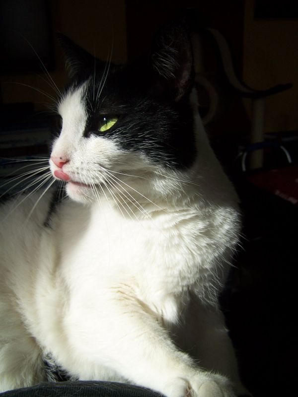 Klaus