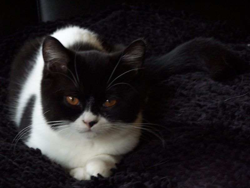 Bubu