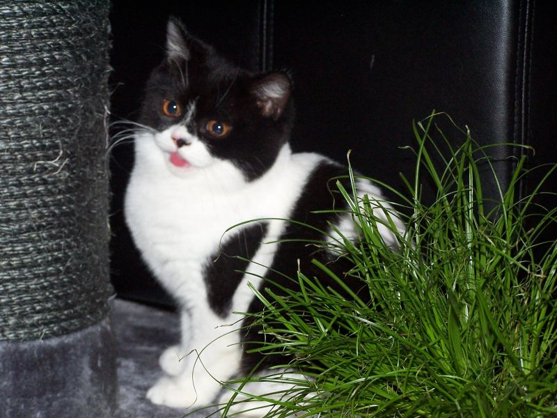 Noch bin ich so klein, dass ich mich hinter Katzengras verstecken kann