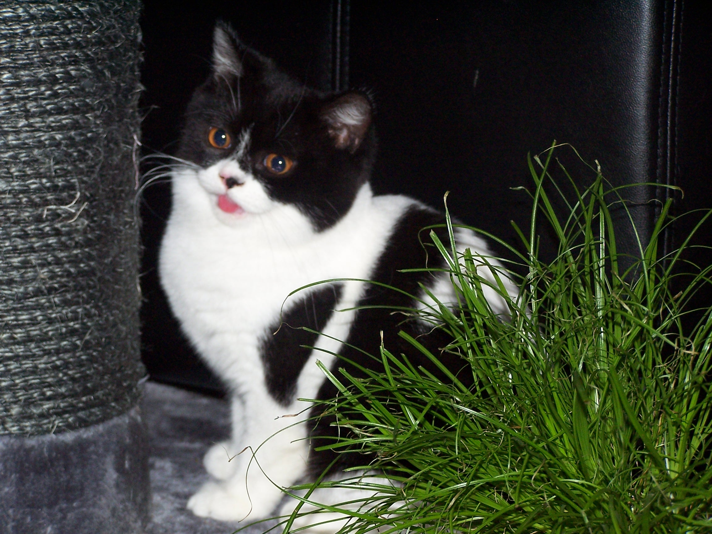 Katzengras fokussiert :-(
