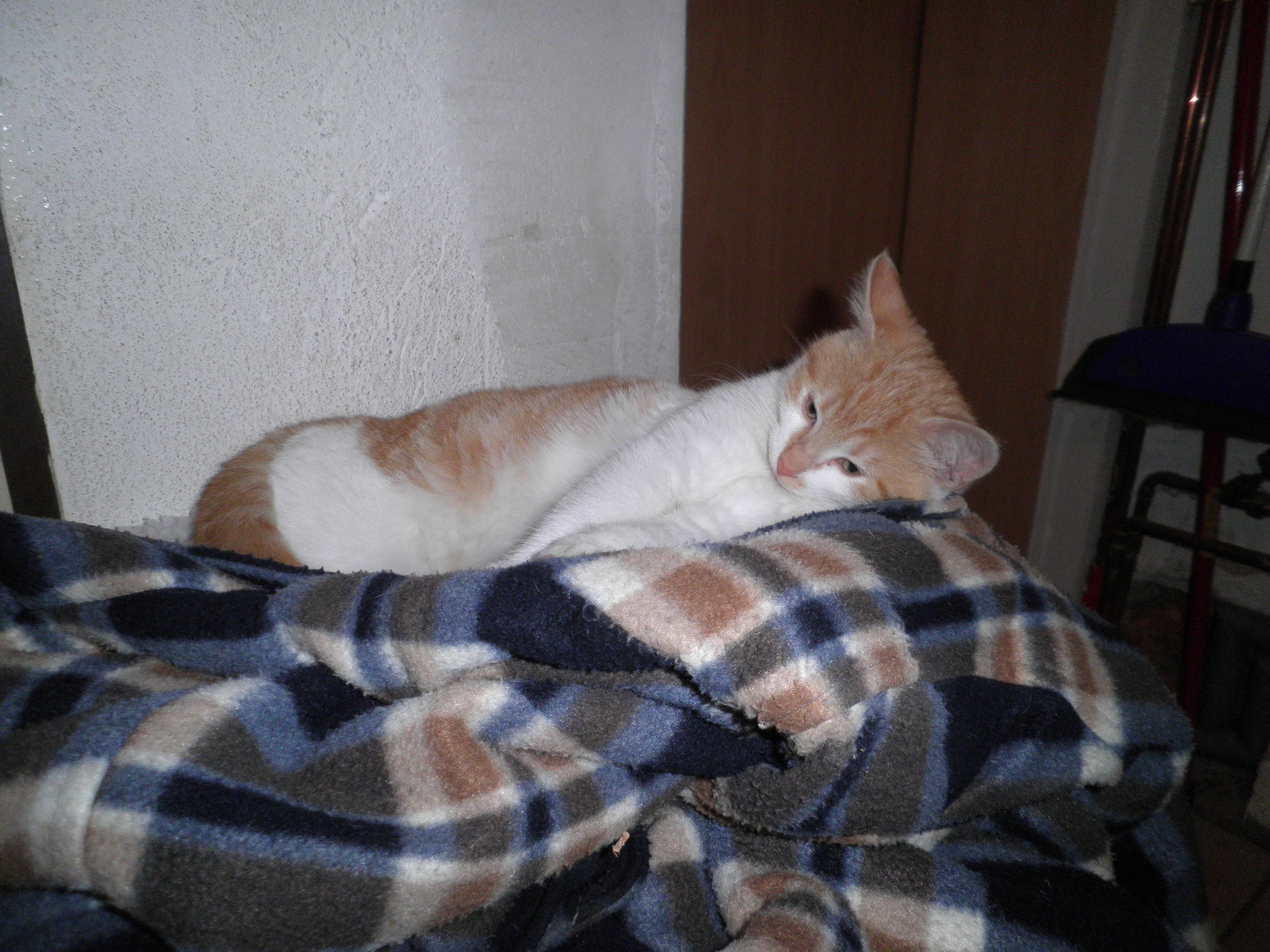 sollte ein Kater sein, jetzt heißt sie Emmi