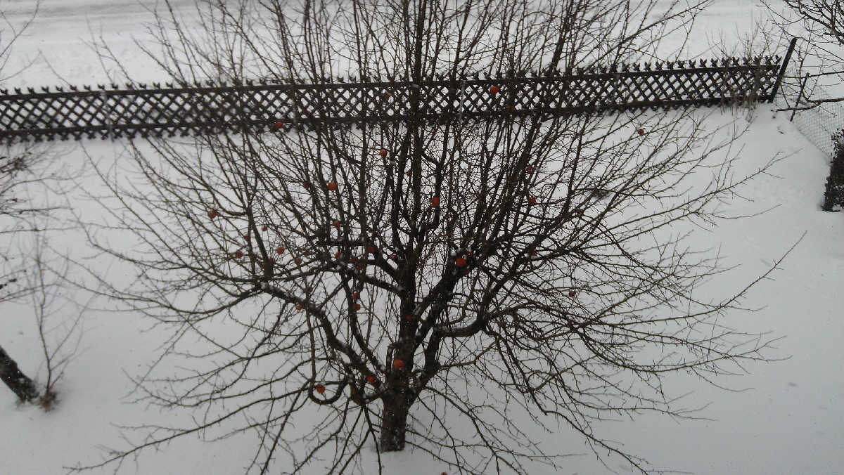 Bild von soeben, auf dem Apfelbaum hängen trotz einige Frostnächte noch immer verfaulte Äpfel. die Vögel freuen sich darüber.