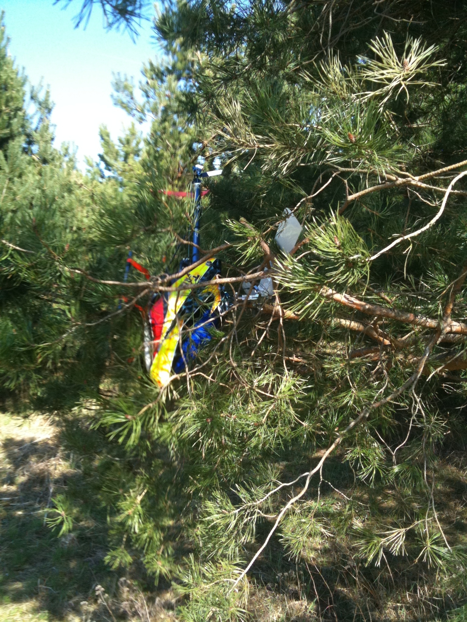Busch Auro
