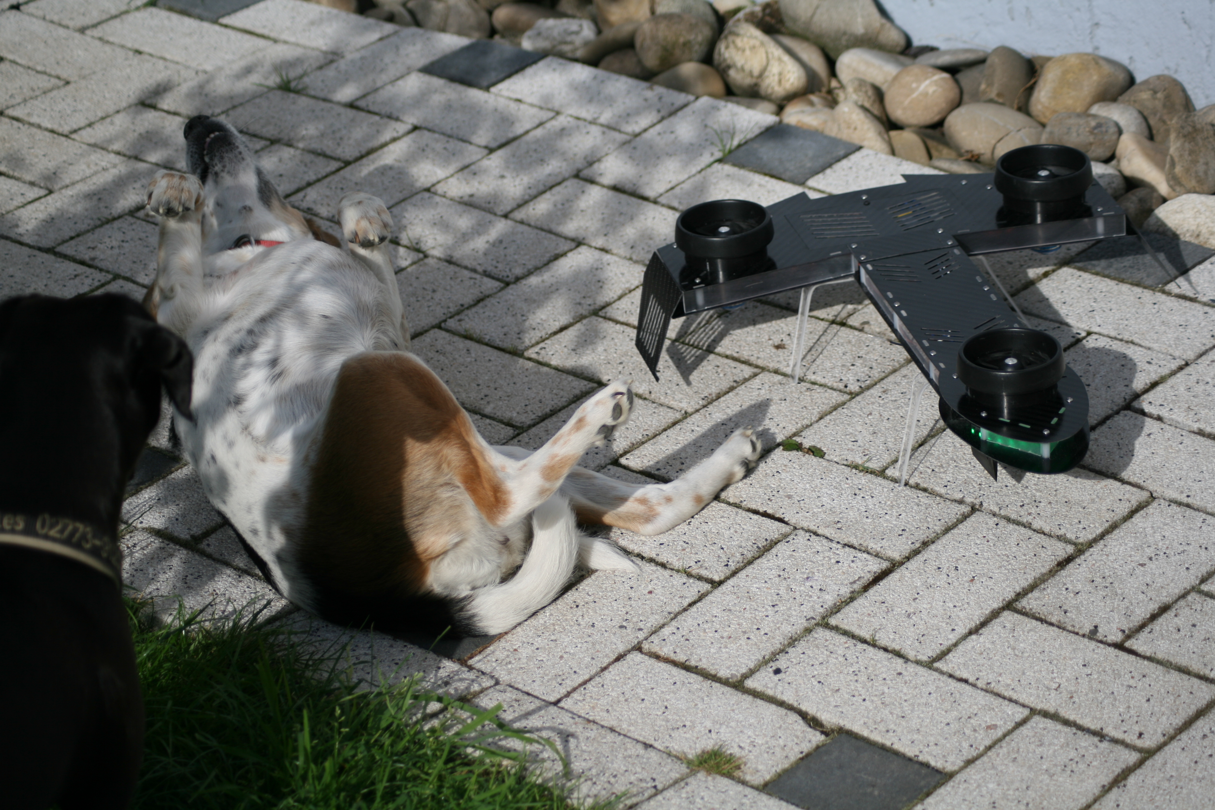 EDFTri &amp; der paralysierte Hund.....