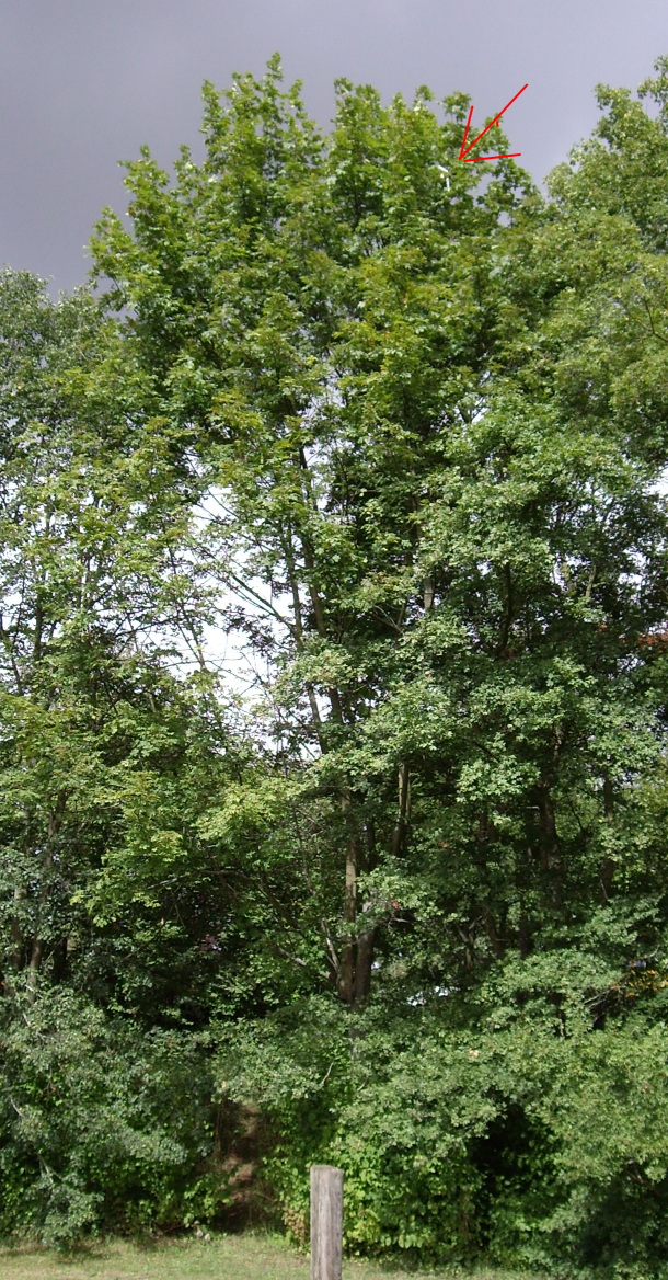 PICimBaum.JPG