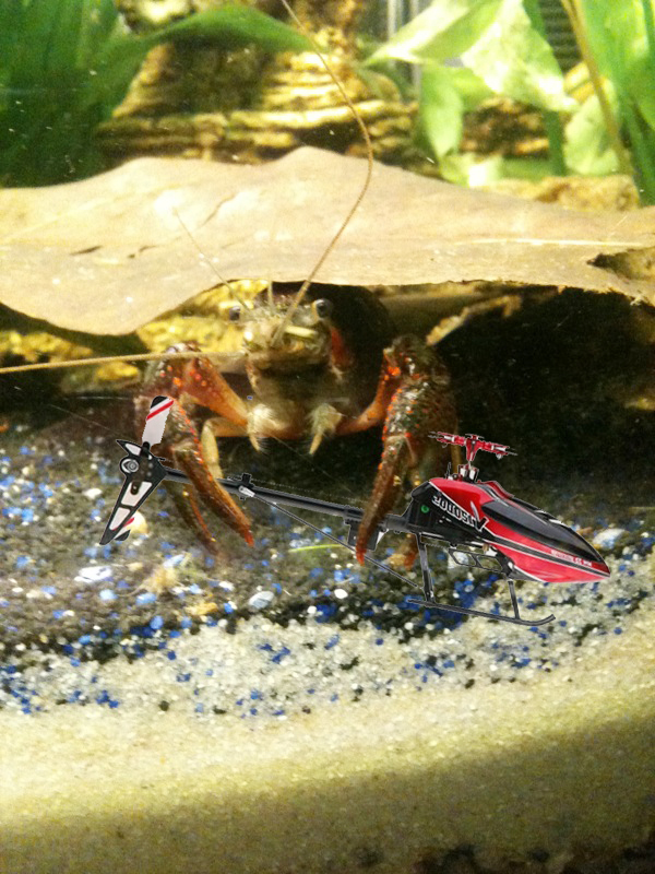 crabby