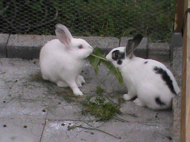 Gohst und Schläcky.JPG