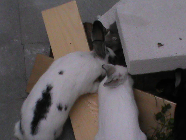 Die Mäuse müssen ihren Zwieback verteidigen :-)