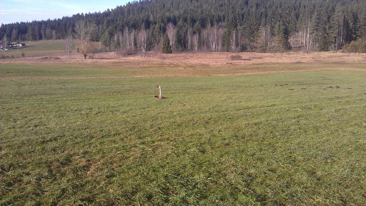 Ein Weihnachtsbaum steckt da mitten in der Wiese