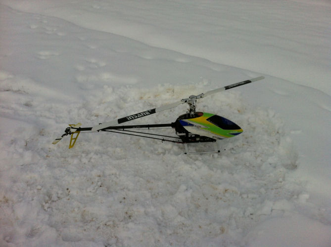 schneerex.JPG