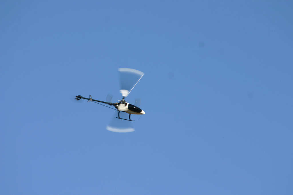 Da fliegt er nun in freier Wildbahn