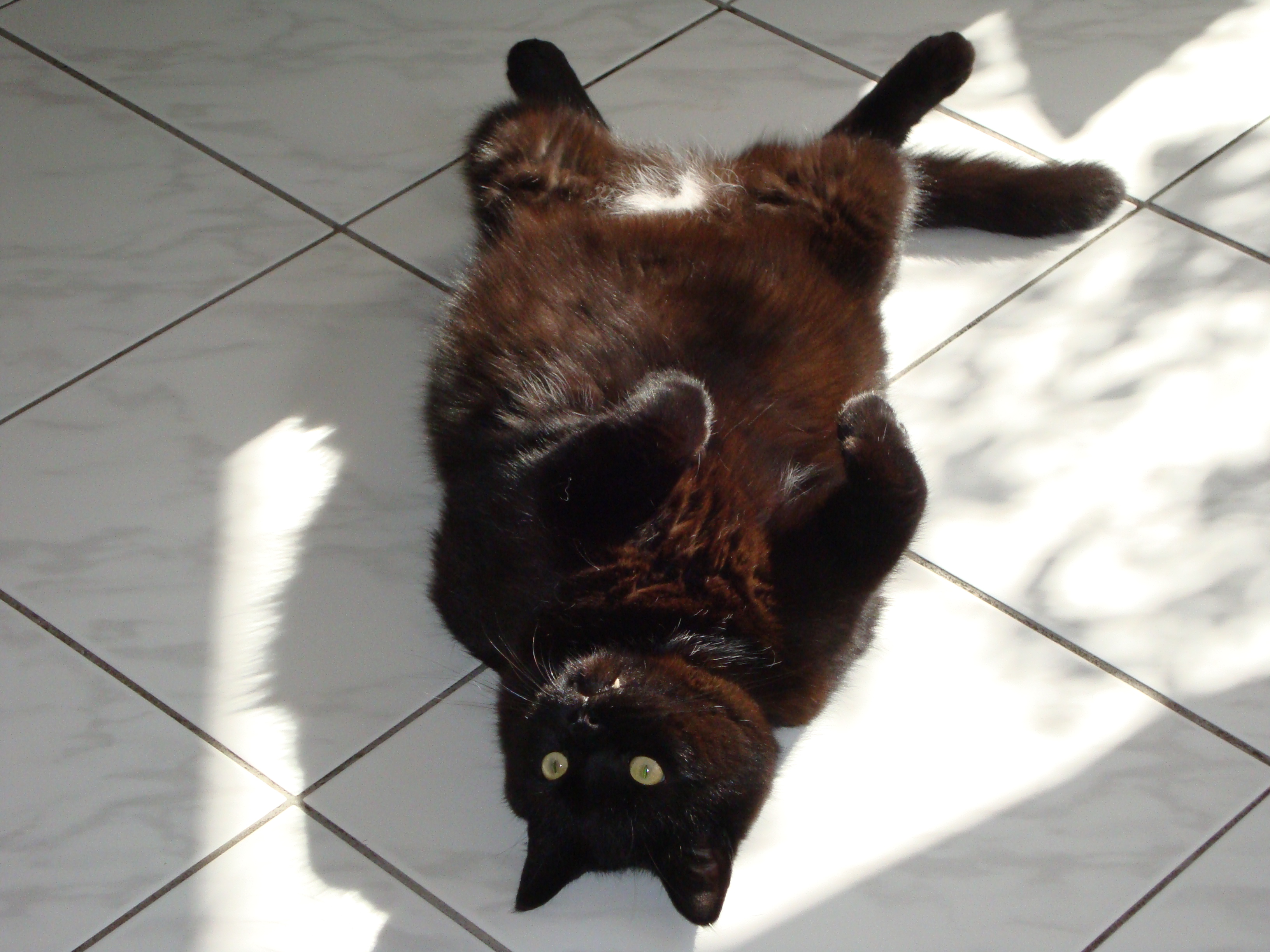 Urlaub Brühl 2010 Katzen Jenny Auto Sankt Martin 003.jpg