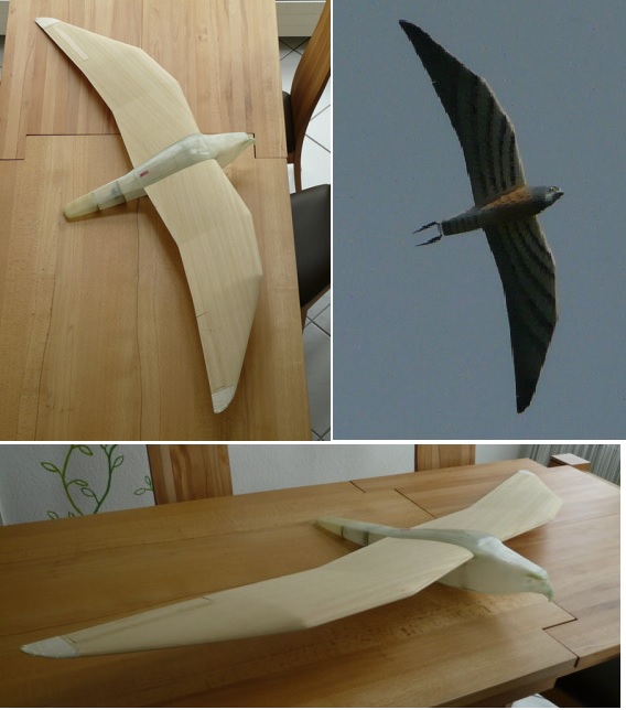 Falke.jpg