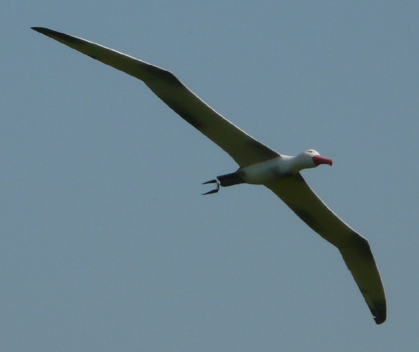 WAKU_2010_Albatros.jpg