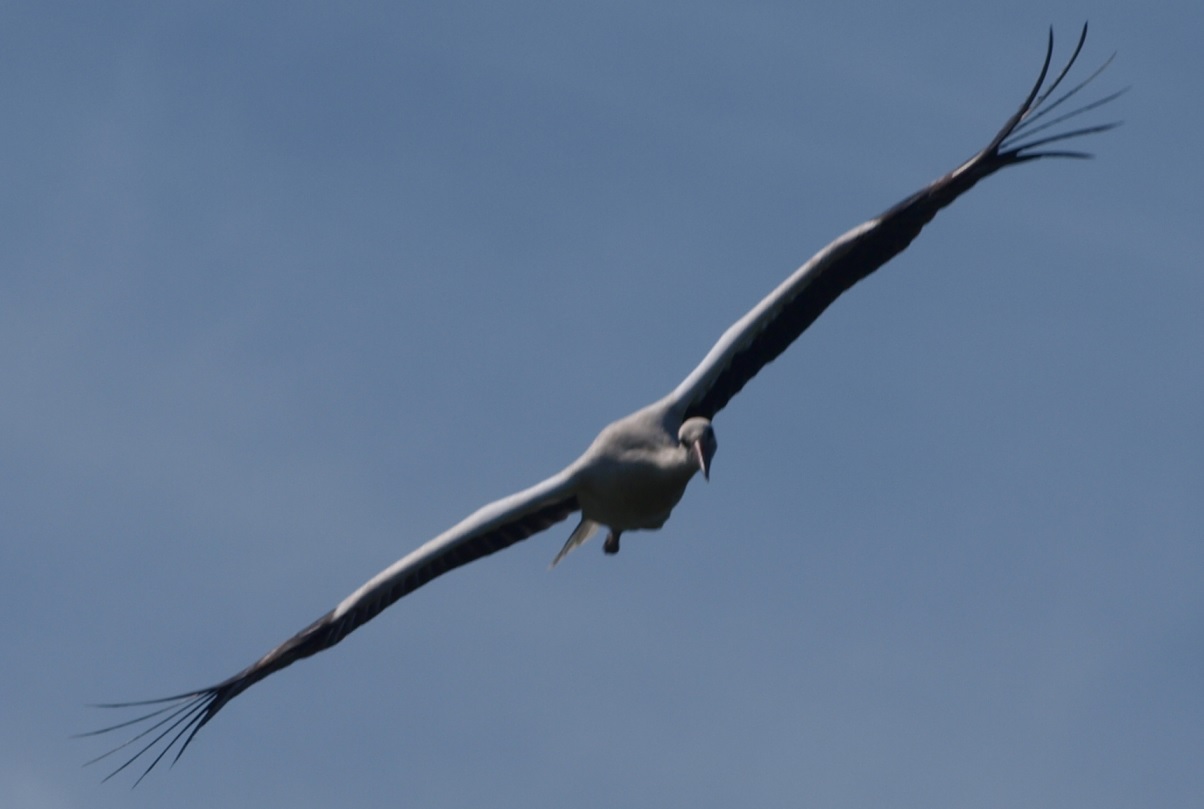 jung_Storch_02.jpg