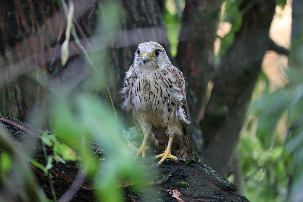 Verletzter Turmfalke durch Unwetter