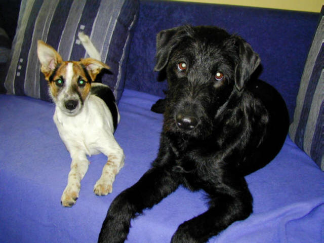 &amp;quot;Biene&amp;quot; &amp;amp; &amp;quot;Maja&amp;quot;