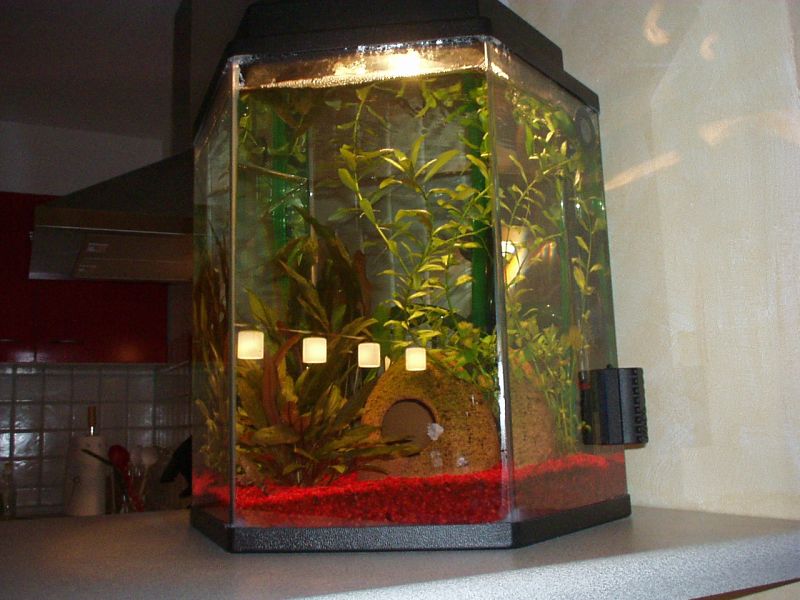 Aquarium mit 2 Zwergkrallenfröschen und 2 Welsen