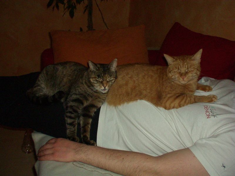 Katzenmädels &amp;quot;Peanut&amp;quot; &amp;amp; &amp;quot;Feli&amp;quot;