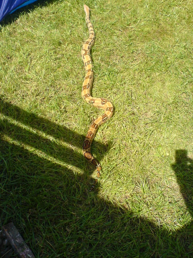 Boa Constrictor Imperator Schlangenmädel &amp;quot;Luna&amp;quot;