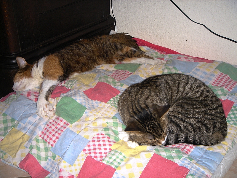 Momo&Tiffi.jpg