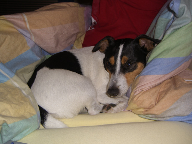 und mein treuer Wachhund