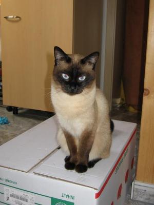Benji