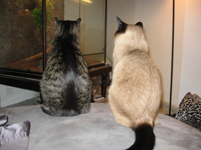 Katzen-TV
