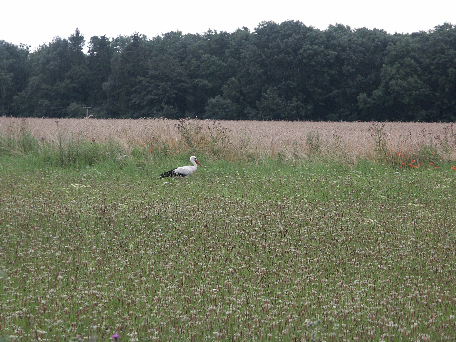 Besuch zu früher Morgenstunde