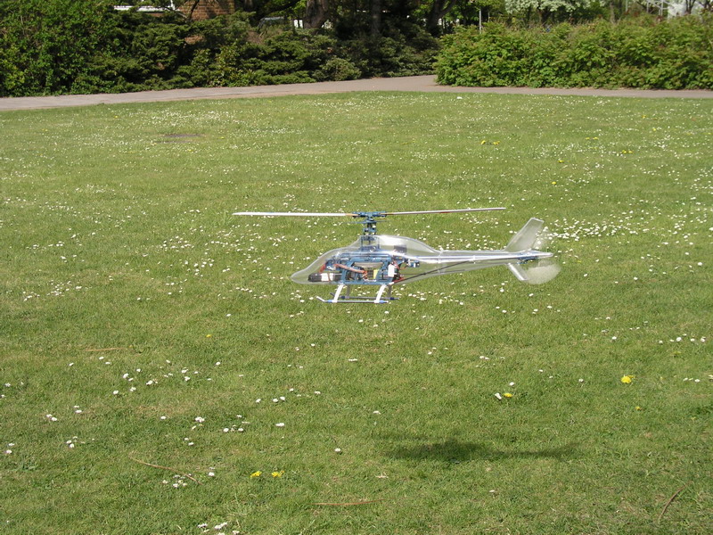 rex im Flug .jpg