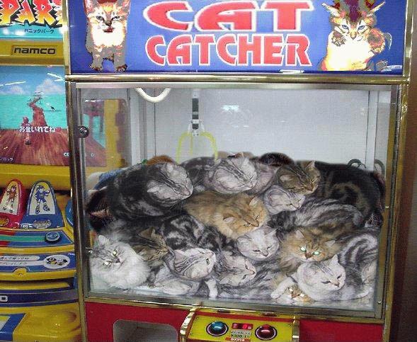 cats.jpeg