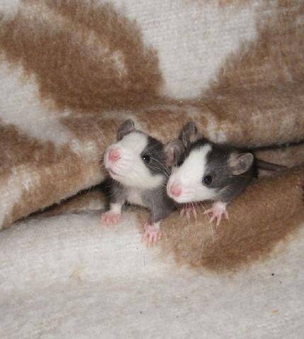 2 gucken.jpg