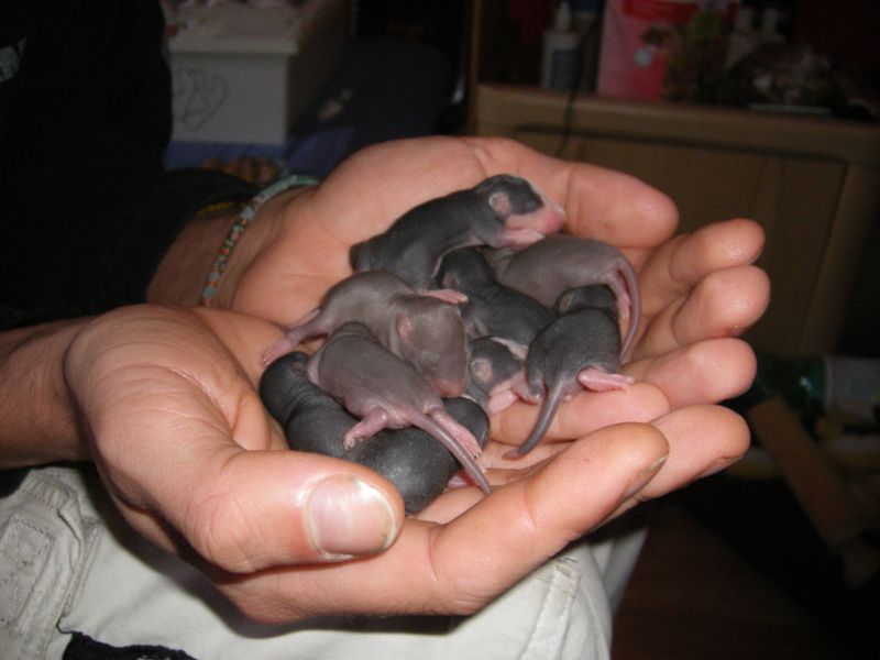 meine babys