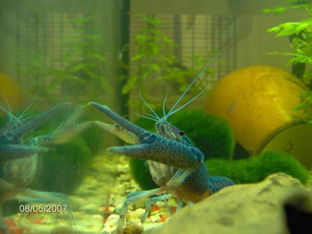 Zoidberg