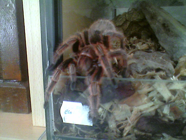 tarabas