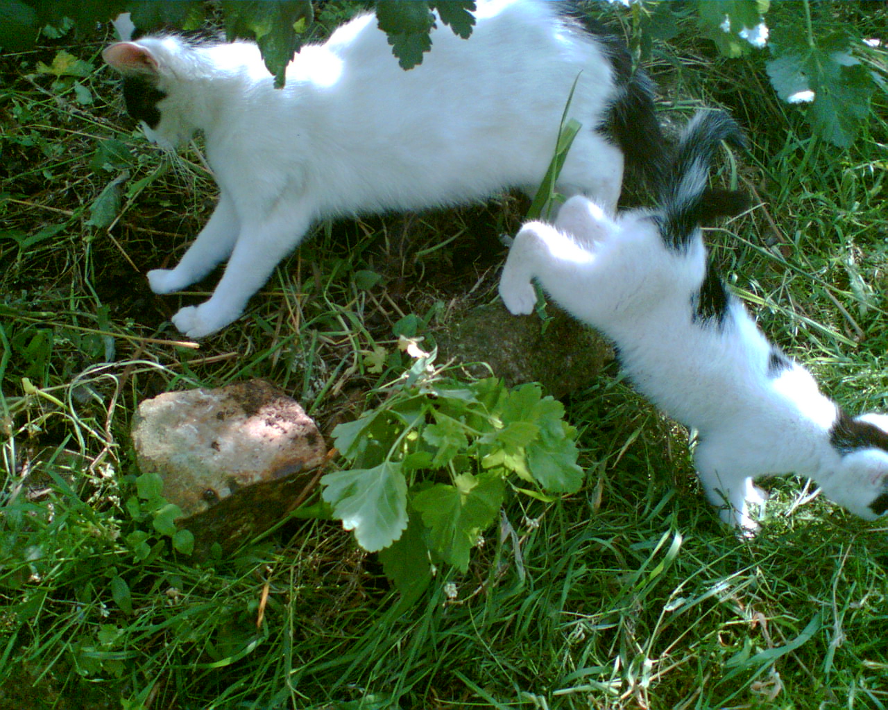 Bild018.jpg