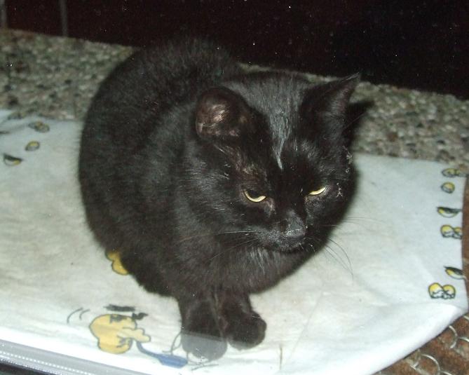katze.jpg