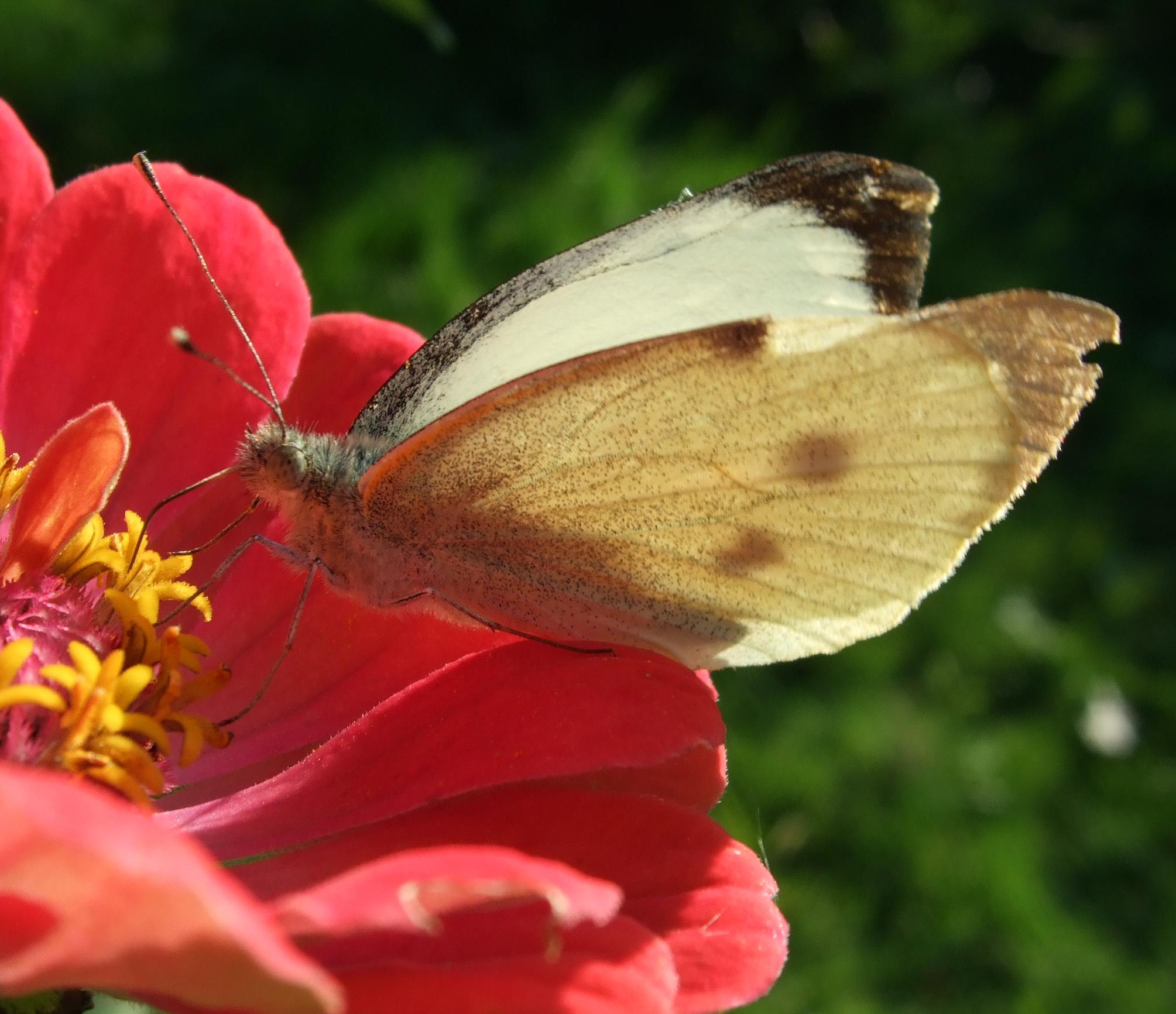 schmetterling2.jpg