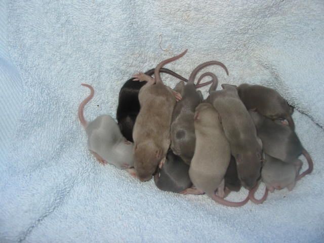 baby 012.jpg