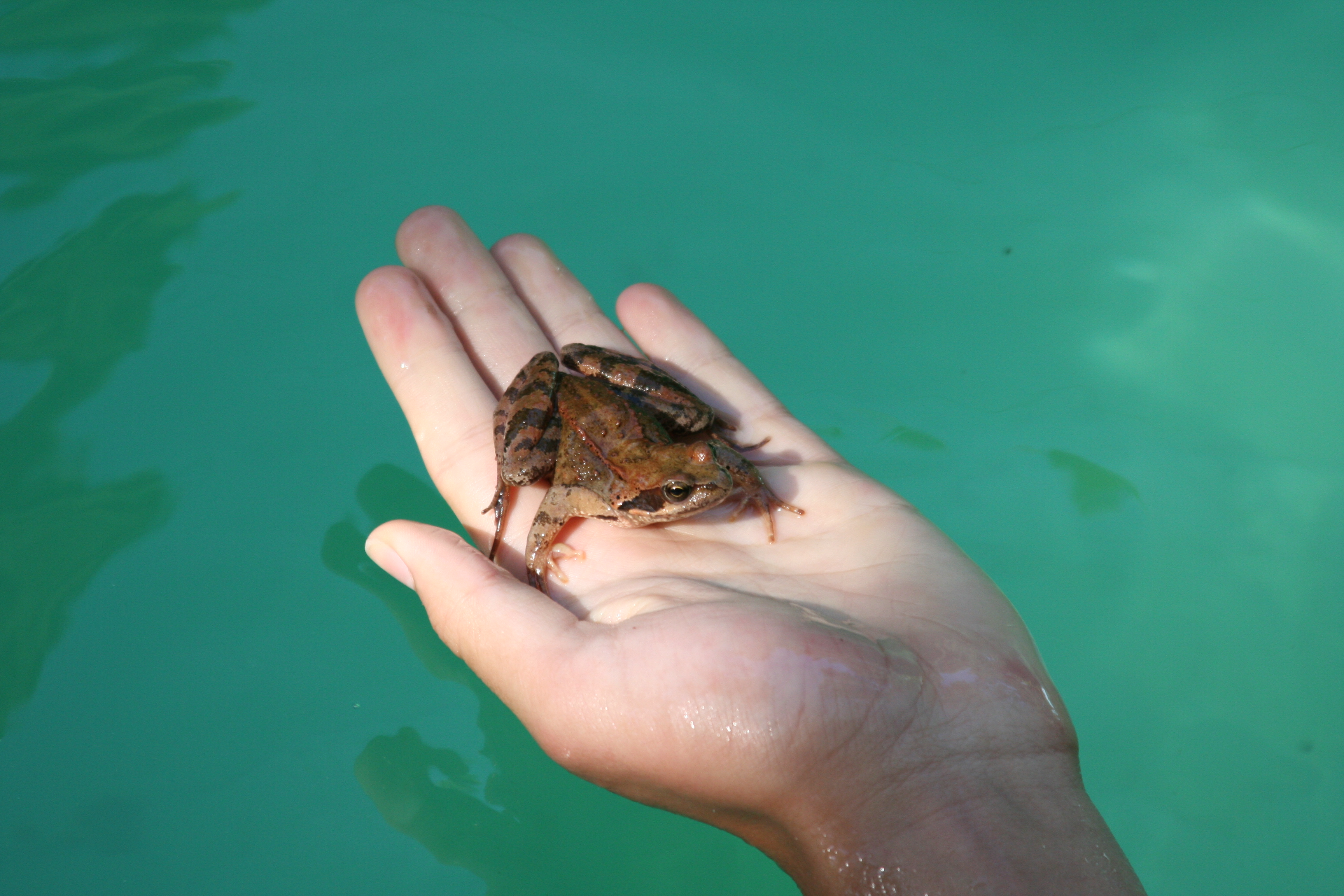 &quot;Kermit&quot; musste mindestens 2 mal am Tag aus dem Pool entfernt werden.